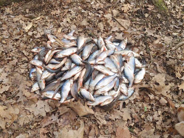 Ktoś podrzucił martwe ryby do leszczyńskiego parku