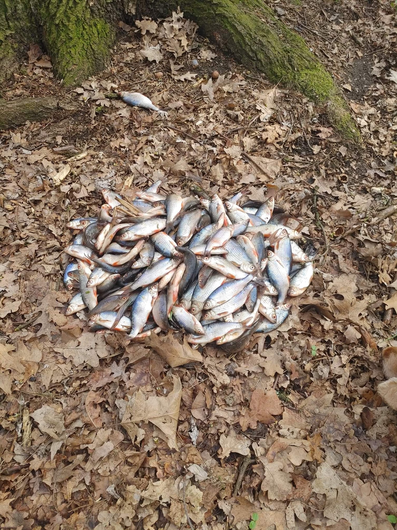 Ktoś podrzucił martwe ryby do leszczyńskiego parku